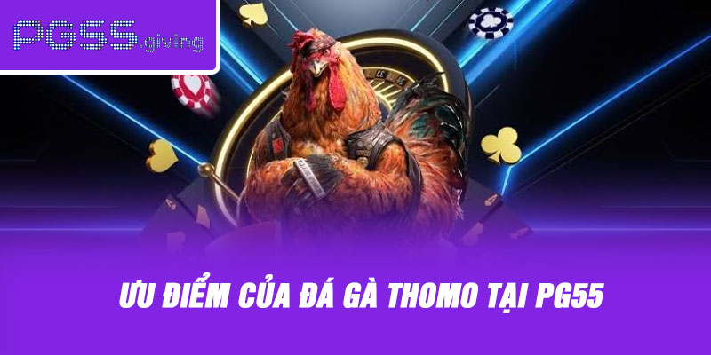 Ưu điểm của đá gà thomo tại PG55